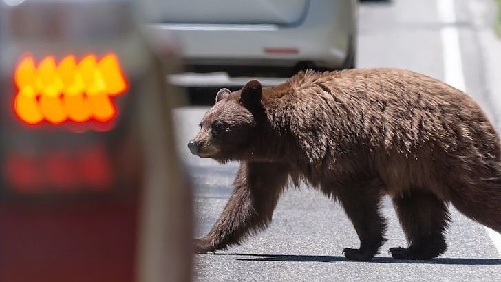 Watch a Bear Look Both Ways Before Crossing Highway in Upstate New York