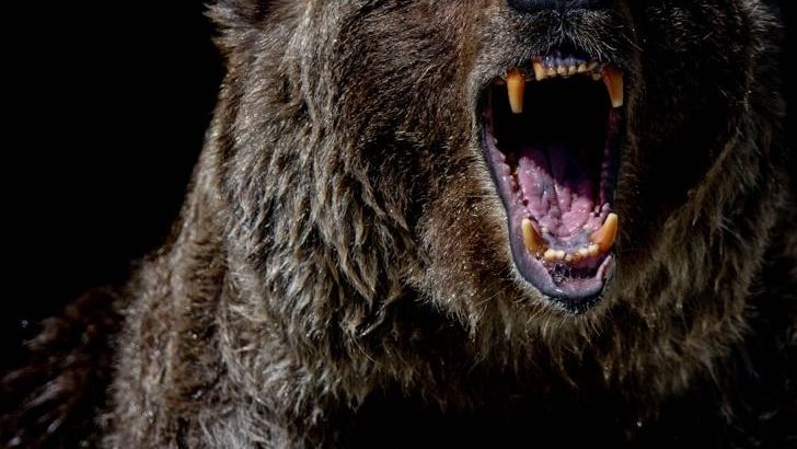 Watch Two Hikers Fight Off Brown Bear Near Seward’s Exit Glacier