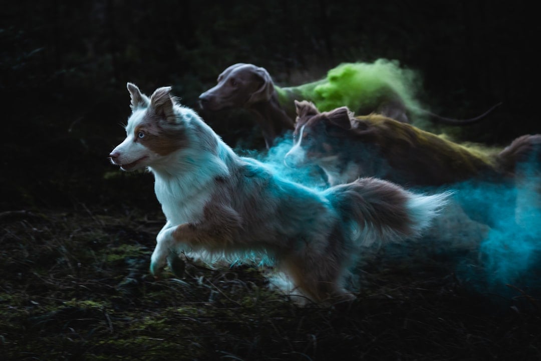 Here’s the surprising part: your spirit animal often finds you before you go looking (image credits: unsplash)