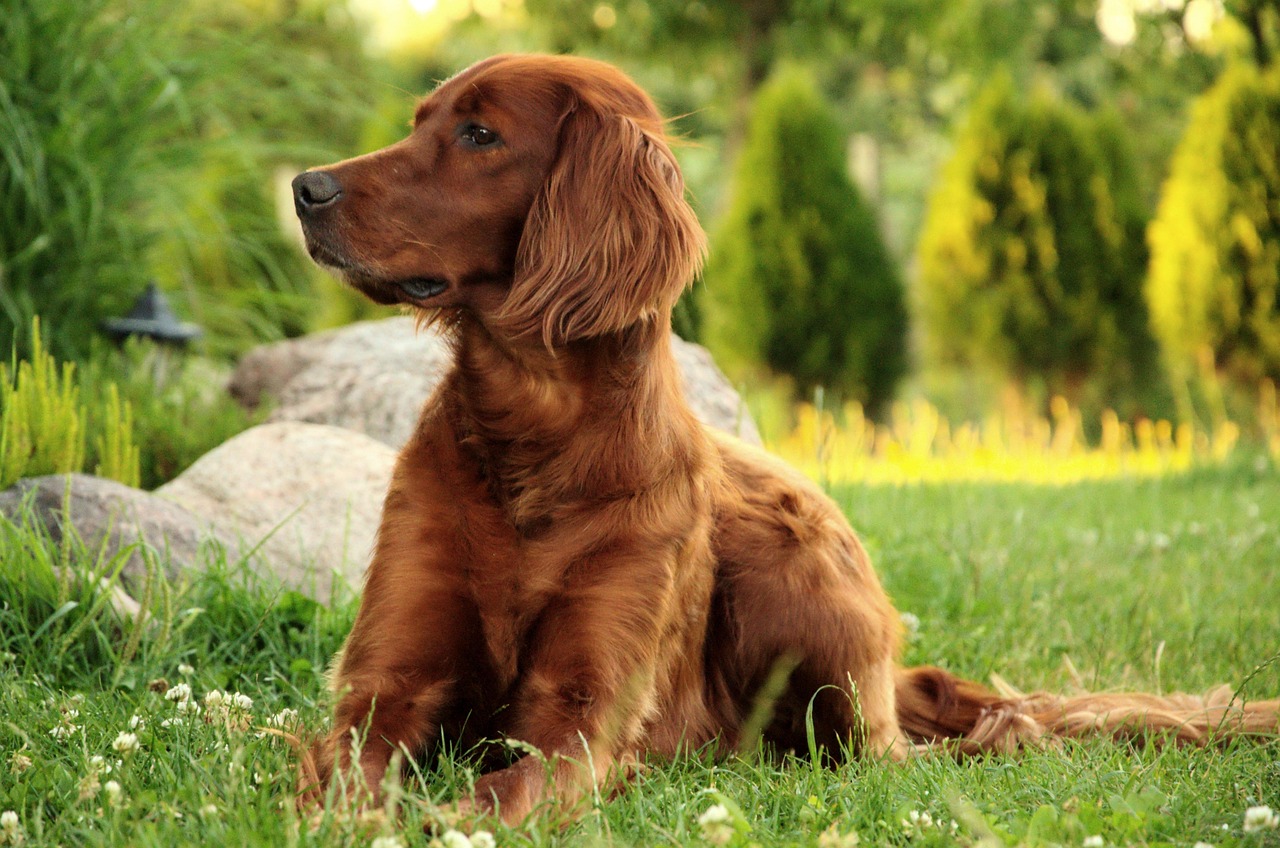 Irish Setter (image credits: pixabay)