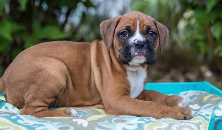 Boxer (image credits: flickr)
