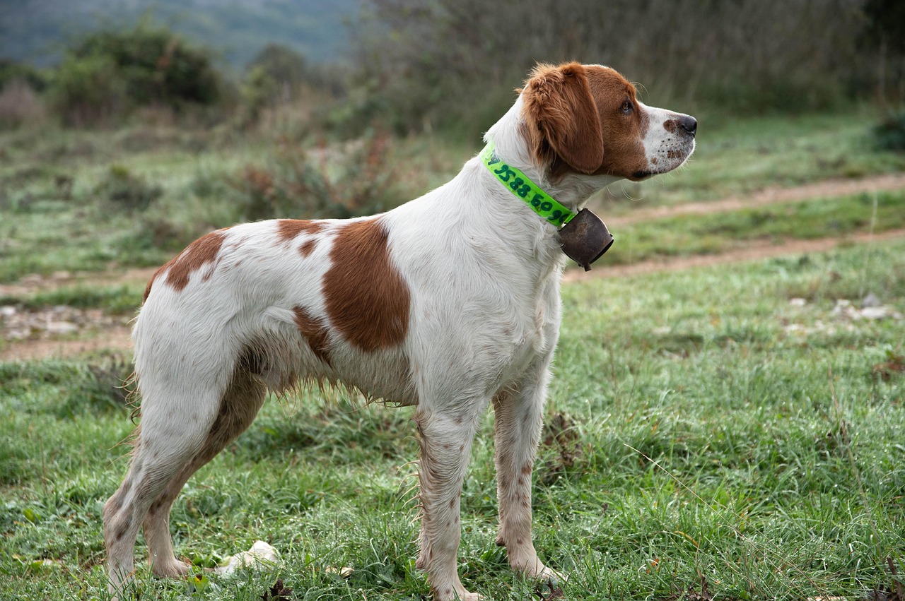 Brittany (image credits: pixabay)