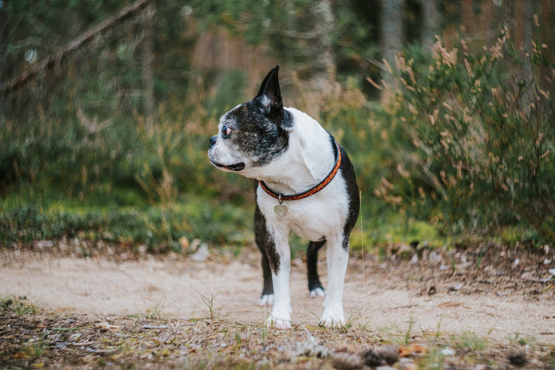 Boston Terrier (image credits: unsplash)