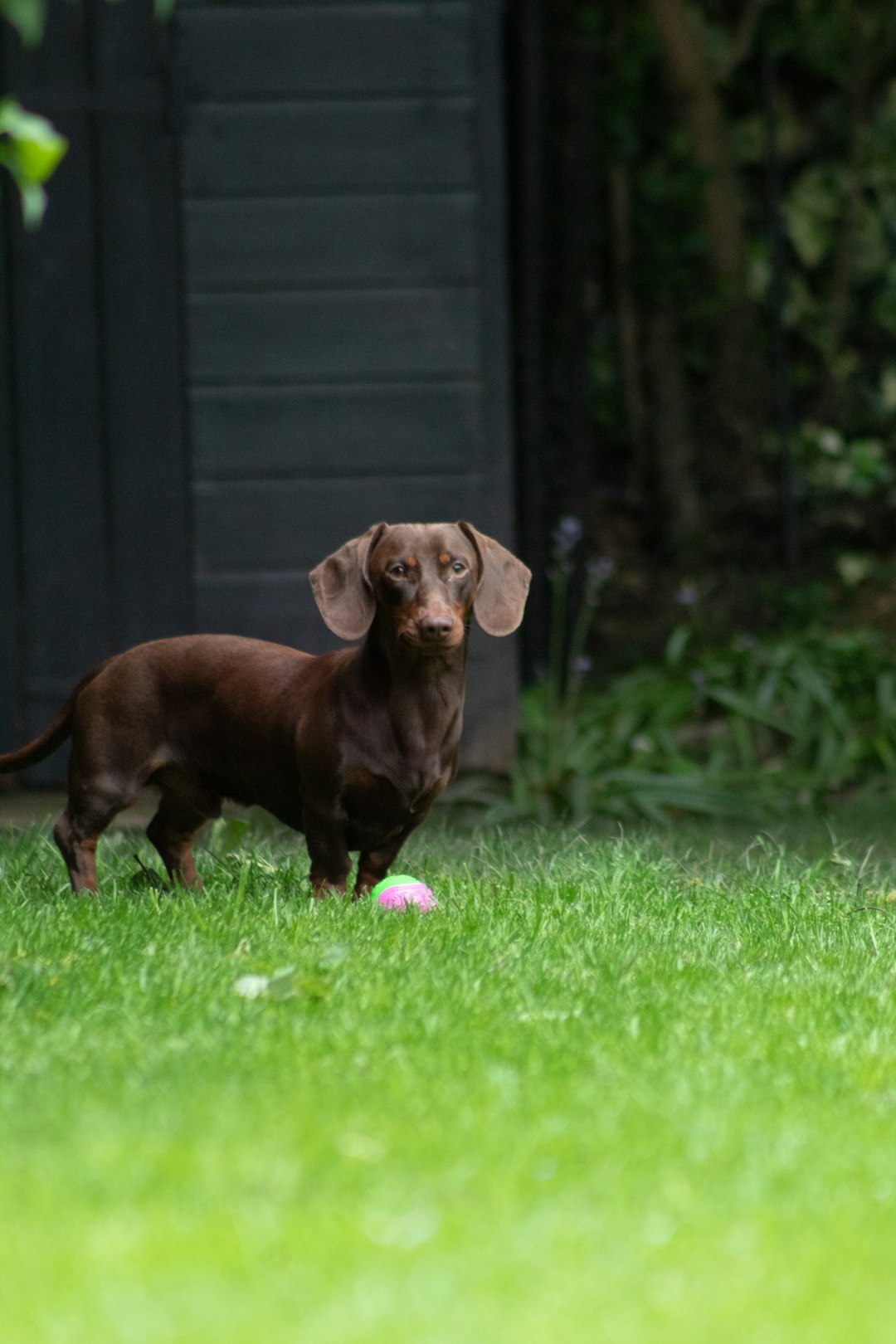 Dachshunds (image credits: unsplash)