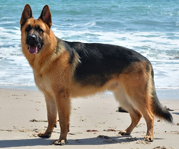 German Shepherds (image credits: wikimedia)
