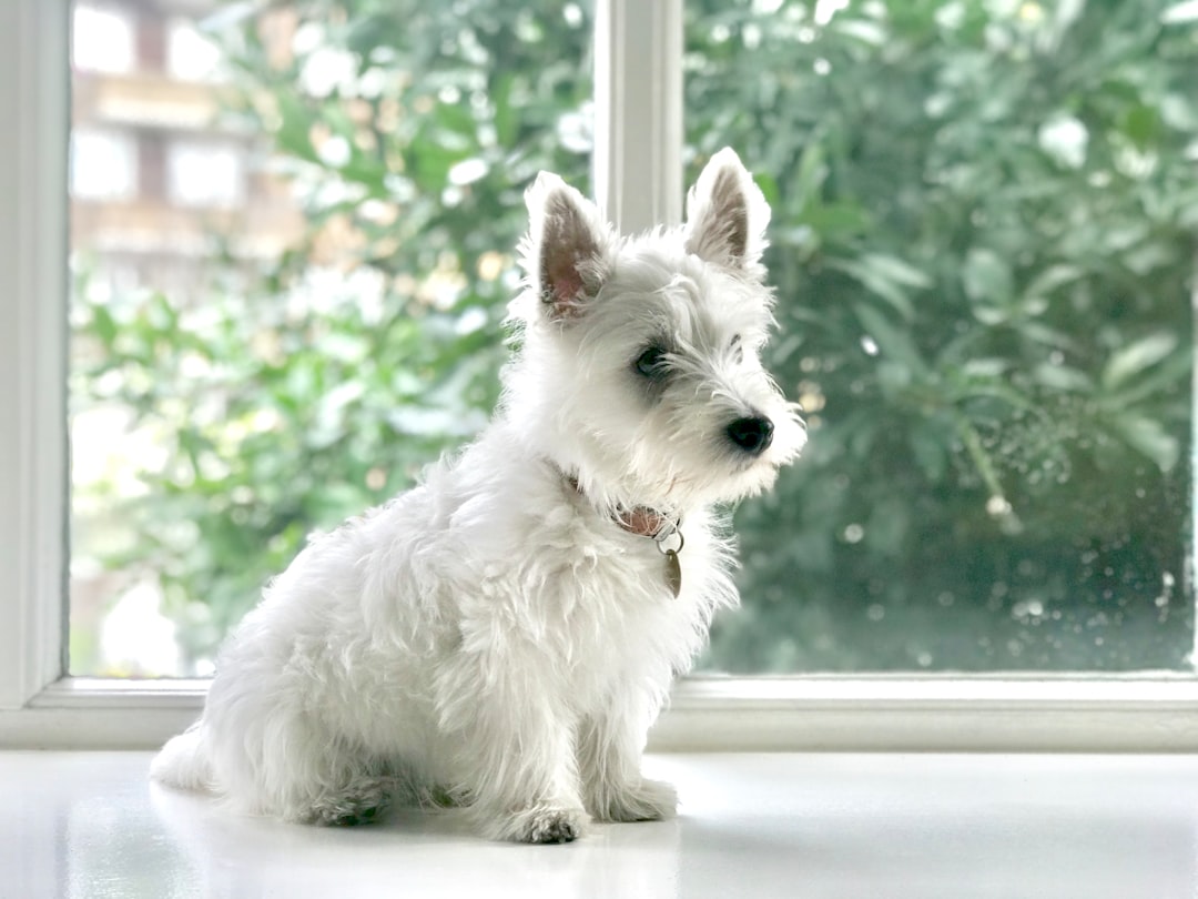 West Highland White Terriers (image credits: unsplash)
