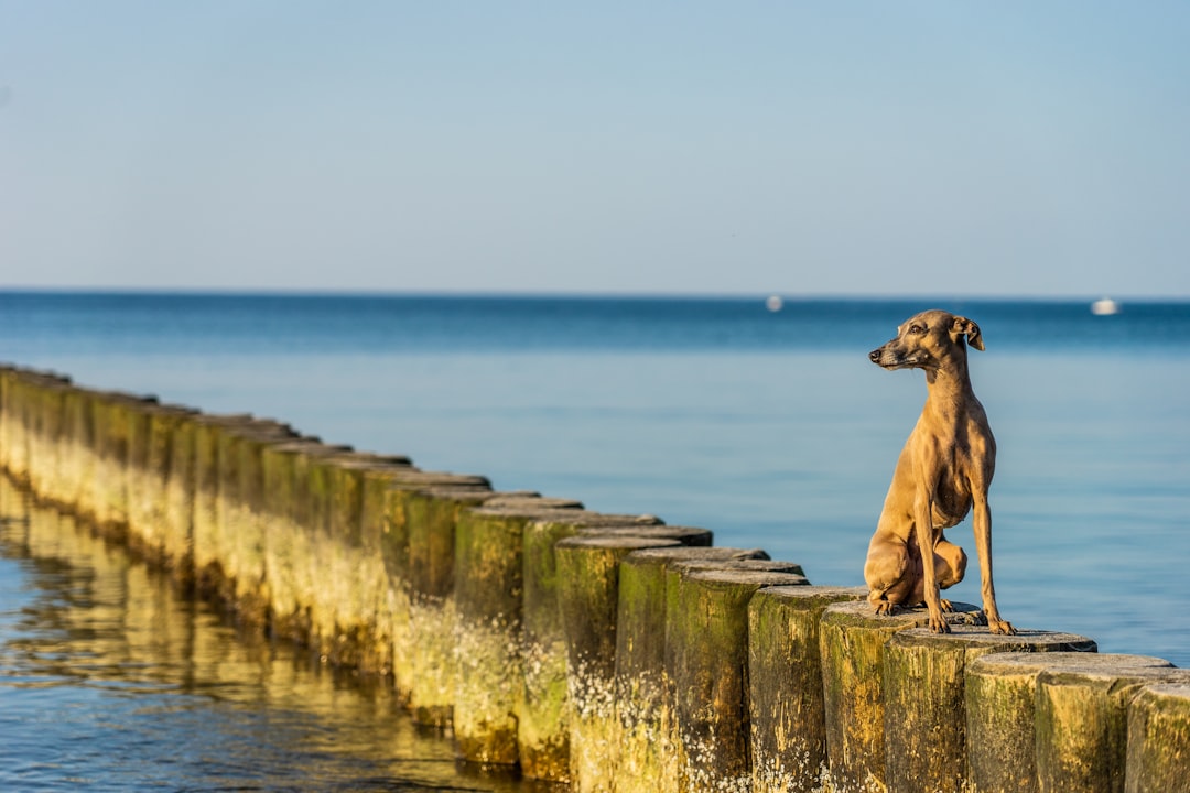 Italian Greyhounds (image credits: unsplash)