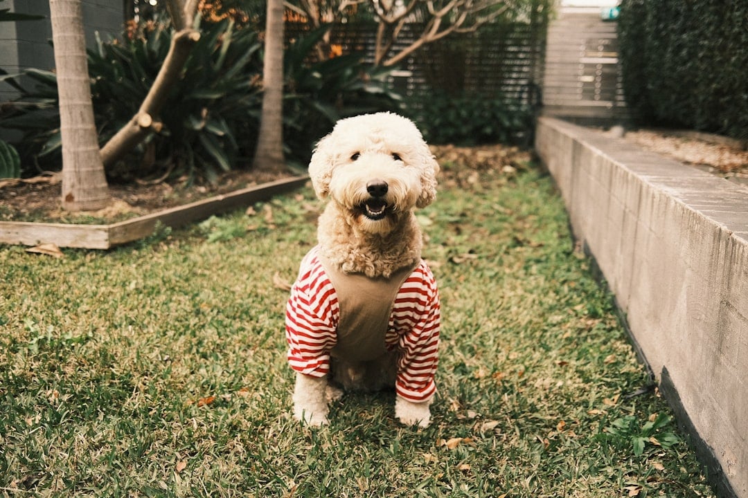 Goldendoodles (image credits: unsplash)