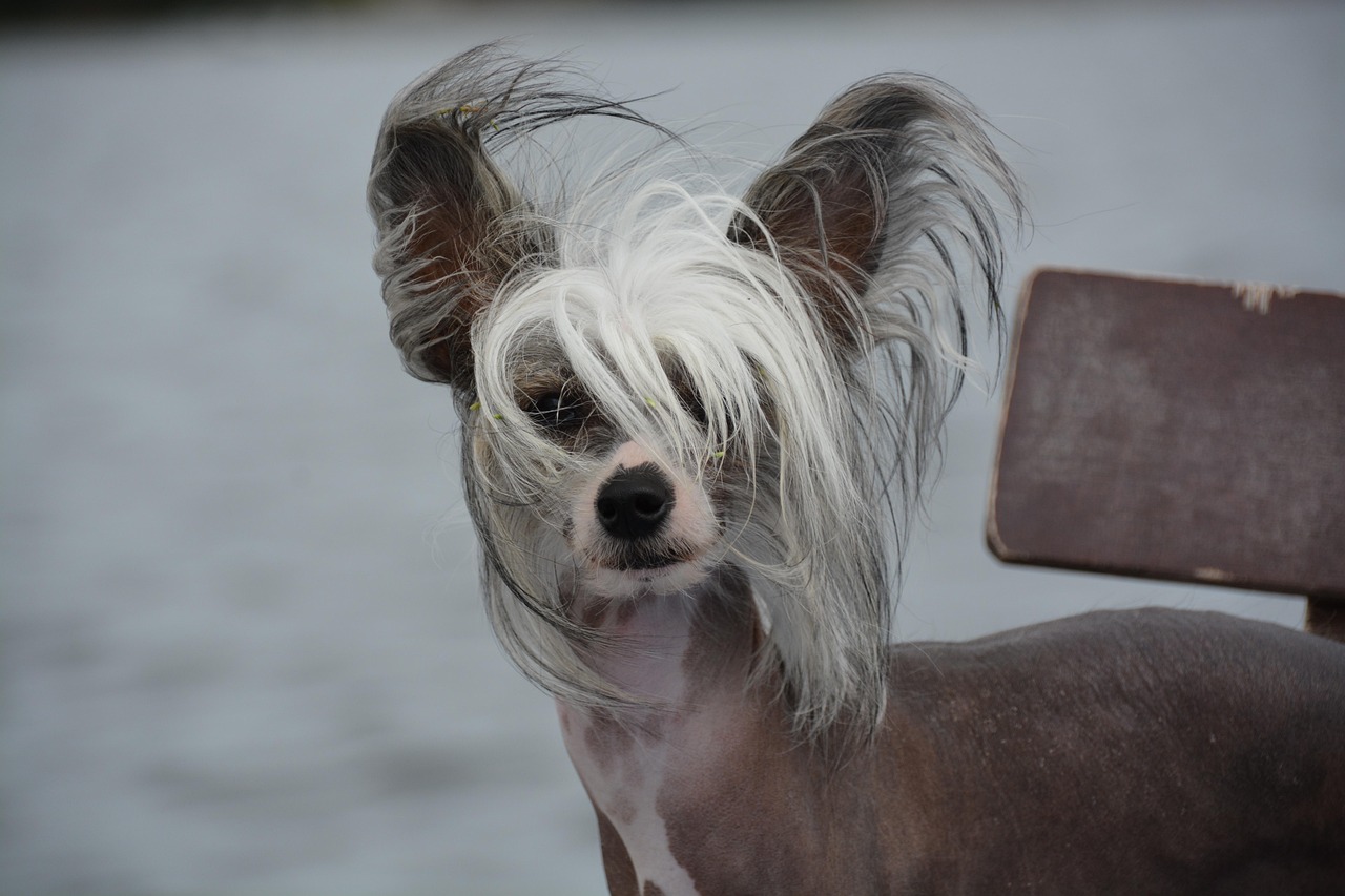 Chinese Crested Dogs (image credits: pixabay)