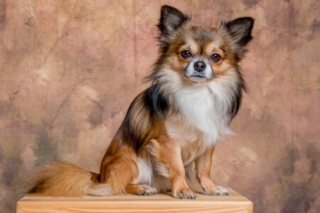 10 Worst Reasons To Get a Chihuahua