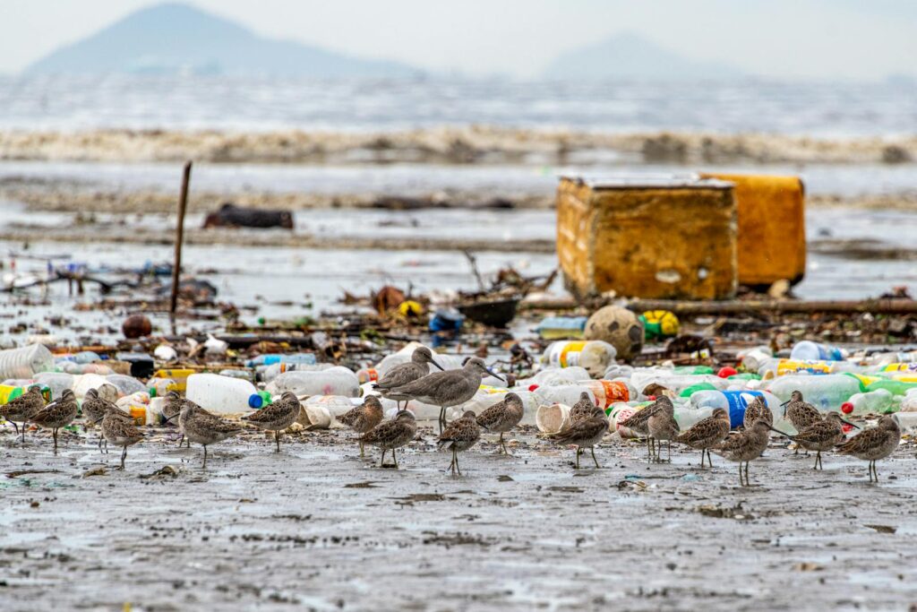 Seagulls stand on polluted beach surrounded by plastic waste in Panama City, Panama.