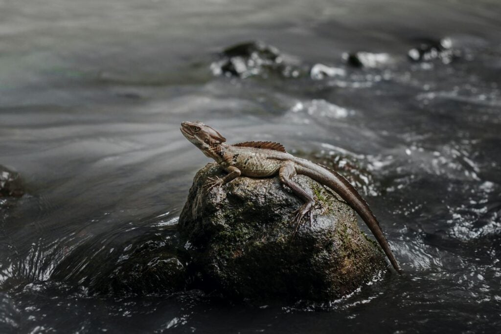 Common basilisk lizard resting on a water-worn rock surrounded by flowing stream water.