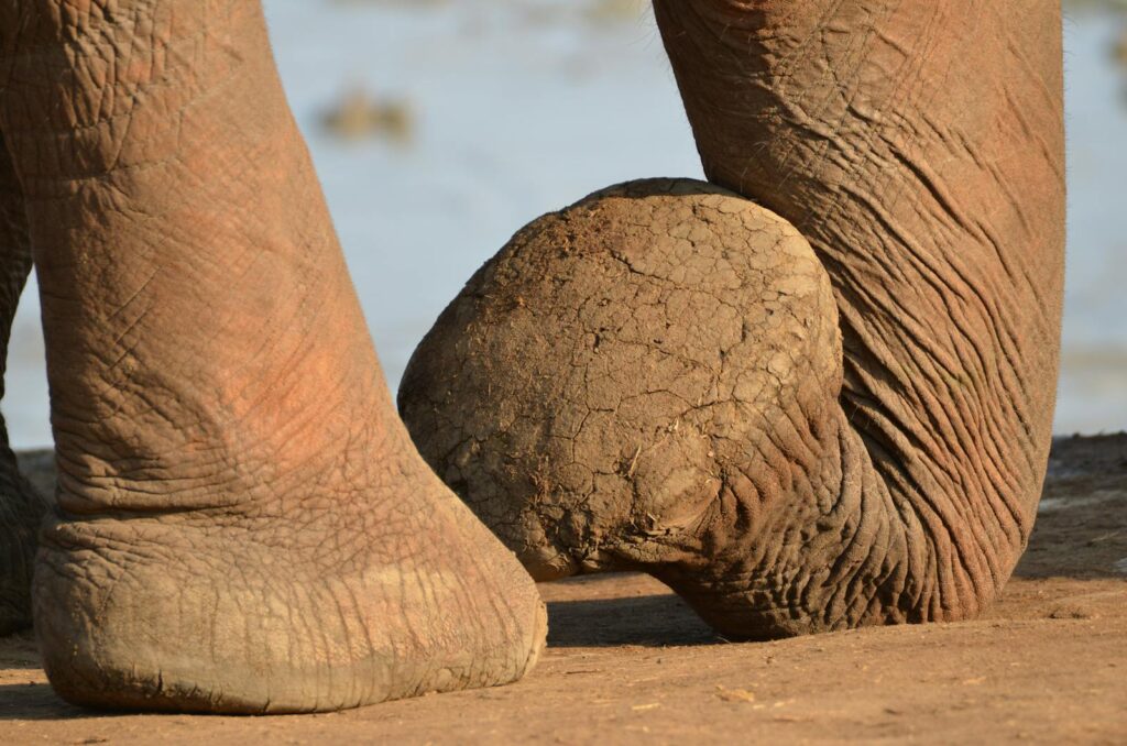 Close view of an African elephant's feet standing on dry, cracked sand in a natural habitat.