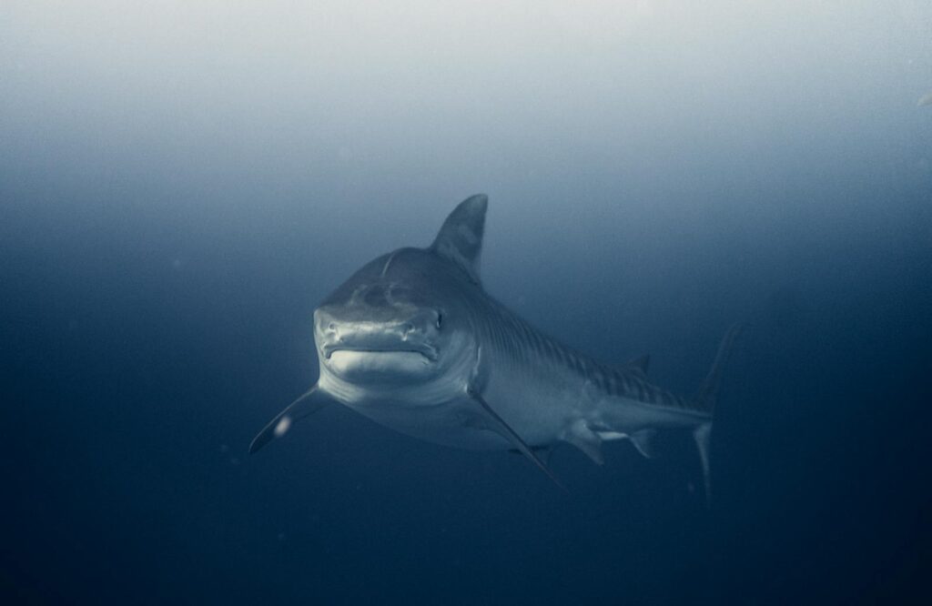 A stunning underwater capture of a great white shark swimming in the deep blue sea.