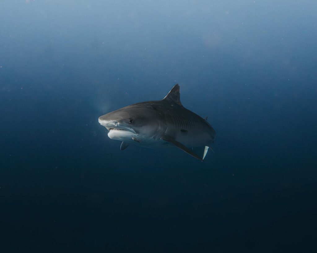 A tiger shark gracefully glides through the deep ocean, showcasing its natural beauty.