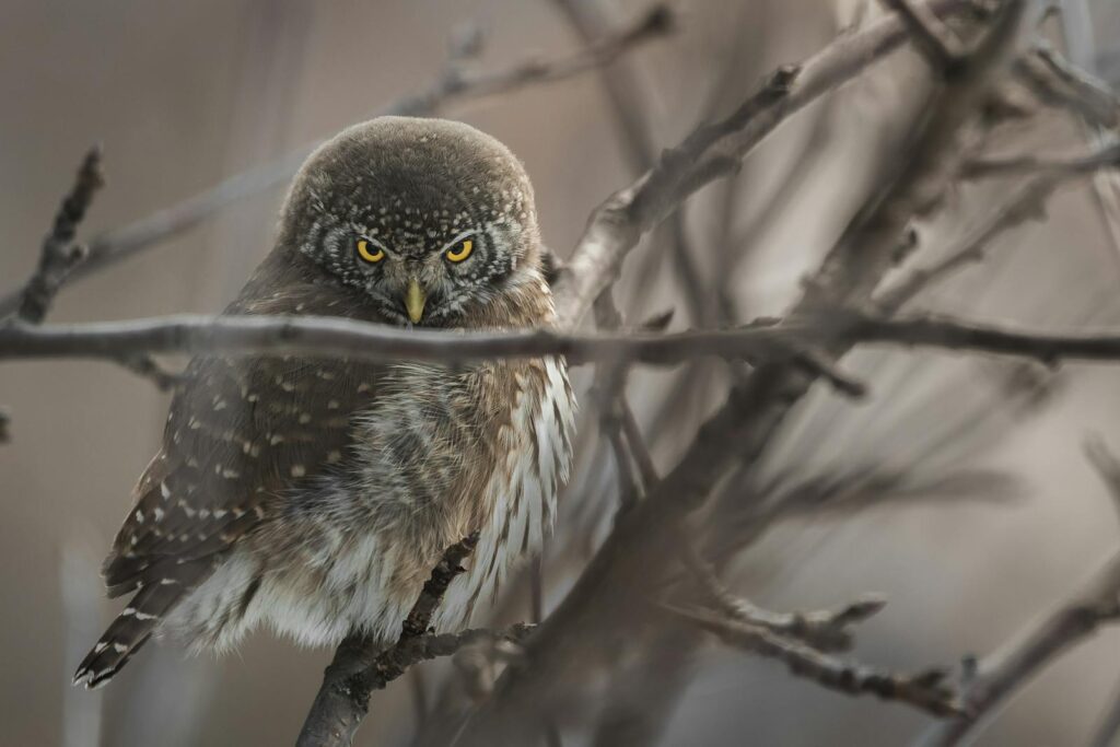 Captivating close-up of a nocturnal owl perched on tree branches in its natural habitat.