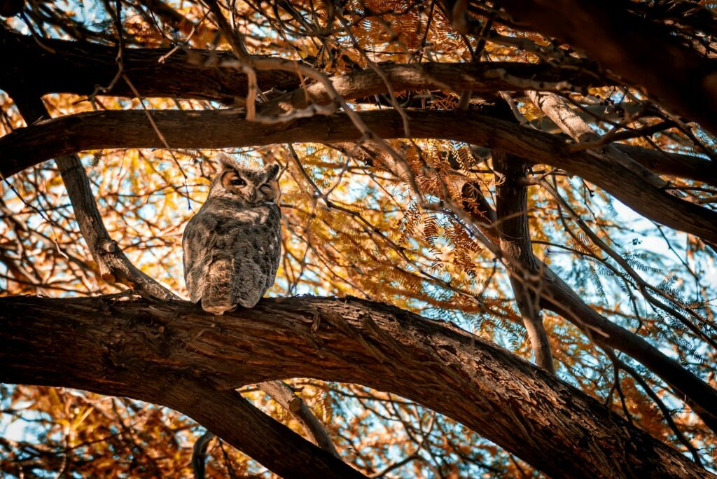 A Great Horned Owl sits quietly on a tree branch with golden autumn leaves.