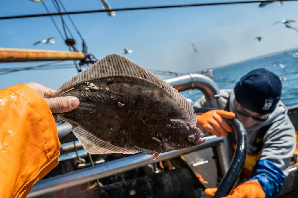 person holding Flatfish during daytime