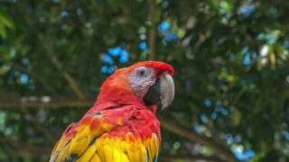 scarlet macaw photo