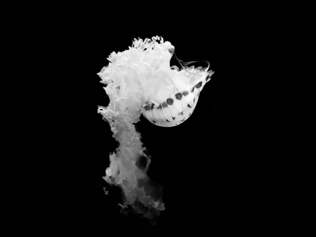 Captivating black and white image of a jellyfish with flowing tentacles, showcasing delicate aquatic beauty.