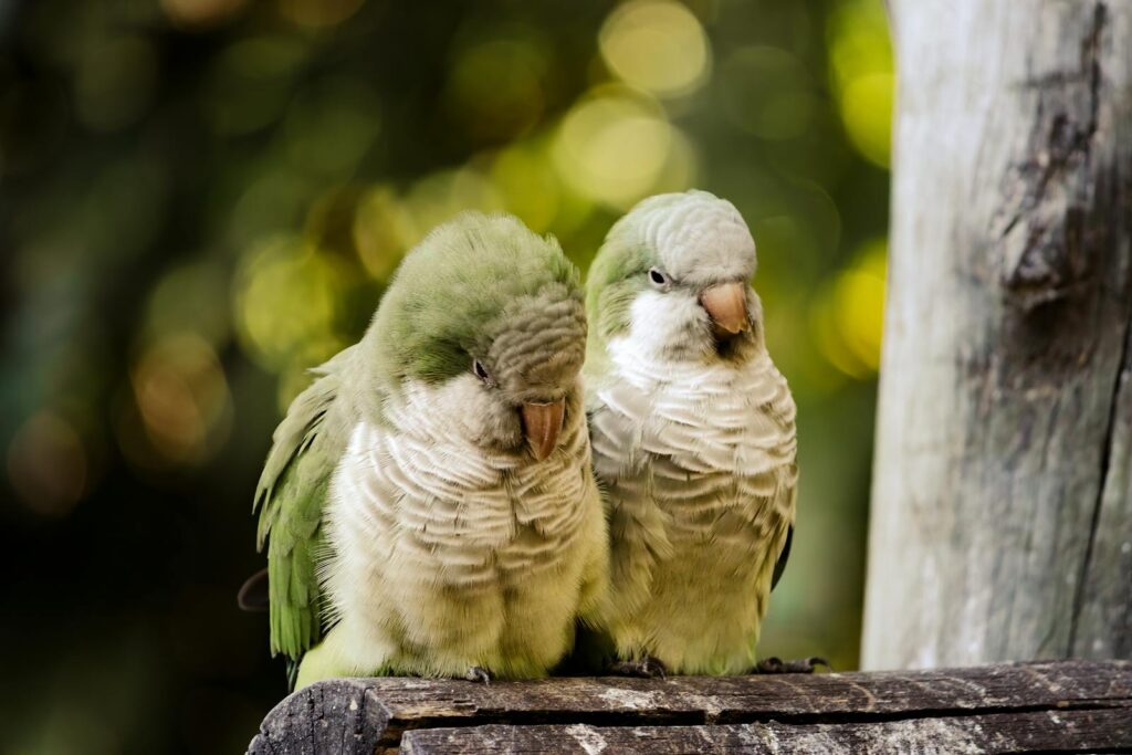 Two Quaker Parrots peacefully perched on a wooden branch in a natural setting.