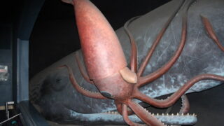 Giant squid near a sperm whale