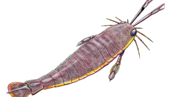 The Biggest Scorpion Species That Ever Existed – It Was as Big as a Dog