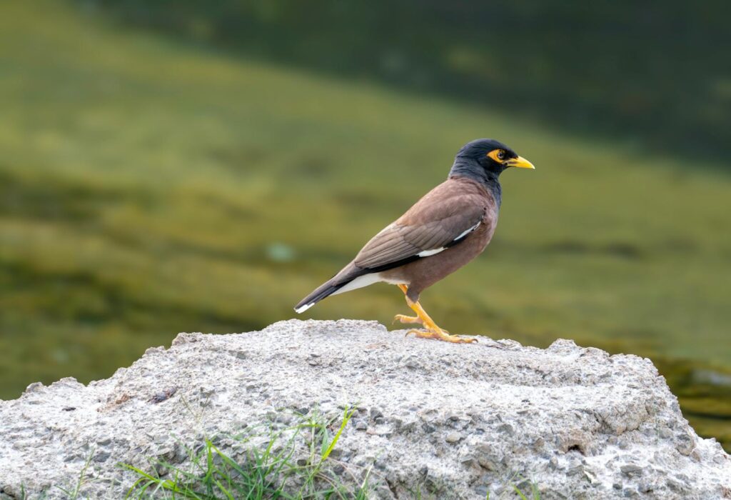 Captivating image of an Indian myna bird perched on a rock in Honolulu, Hawaii.