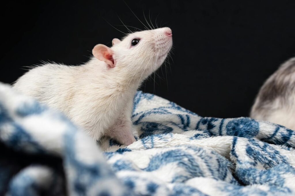 A white rat resting on a patterned blue and white blanket against a dark background.