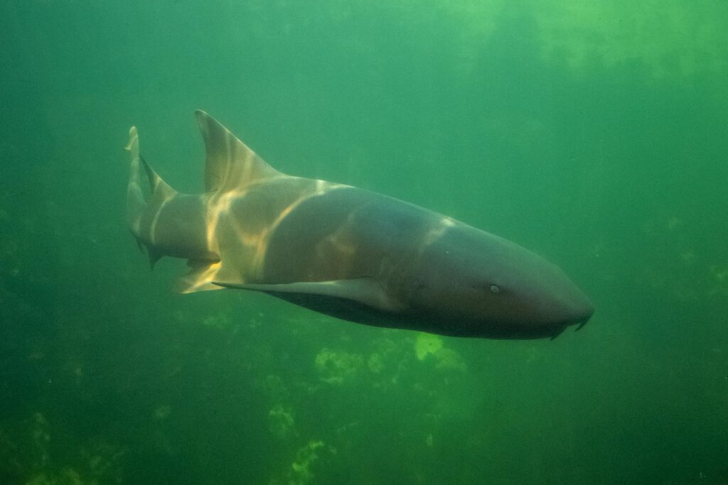 Captivating image of a shark swimming gracefully underwater near Playa del Carmen, Mexico.
