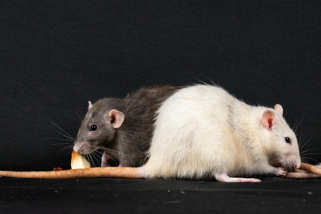 Two pet rats enjoying food against a black background, highlighting rodent companionship.