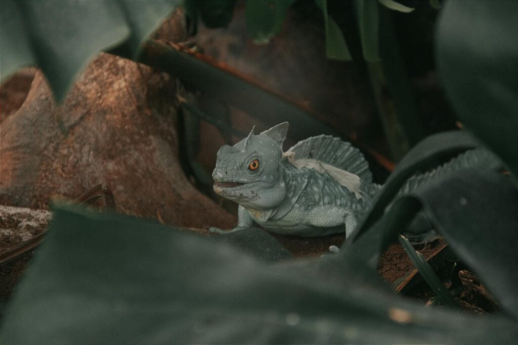 A green basilisk lizard camouflaged among leaves in a forest setting.