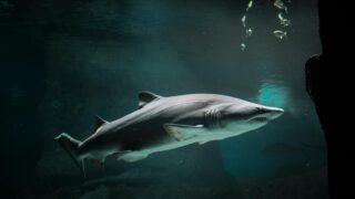 Captivating image of a shark gracefully swimming in an aquarium's deep waters.