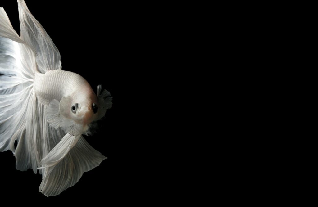 Close-up of a white Betta fish with elegant fins on a black background, perfect for aquatic themed projects.