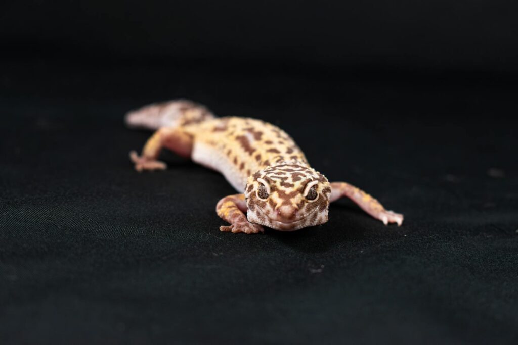 A detailed close-up of a leopard gecko showcasing its unique skin pattern and bright yellow coloration.
