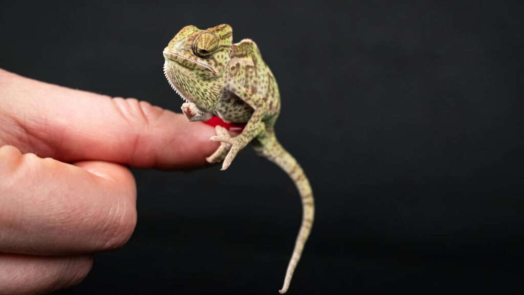 Close-up portrait of a veiled chameleon perched on a human finger, showcasing vibrant textures and colors.