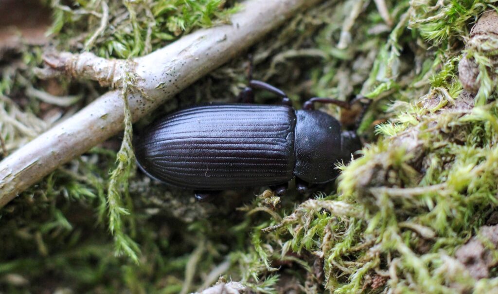 Detailed macro shot of a beetle on mossy ground, showcasing natural textures.