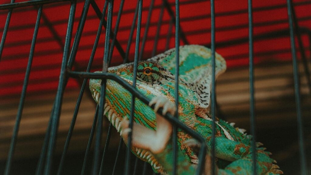 A vibrant chameleon rests within a wire cage at an outdoor market in Indonesia.