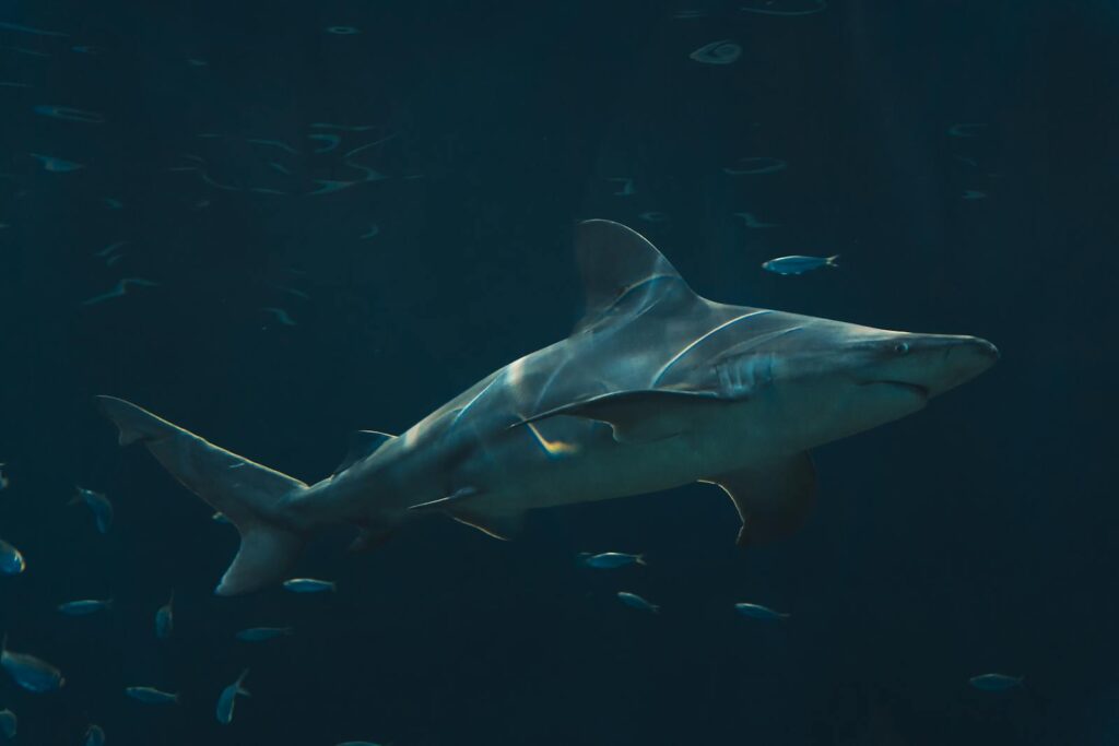 Majestic bull shark gliding through the ocean depths amidst small fish.