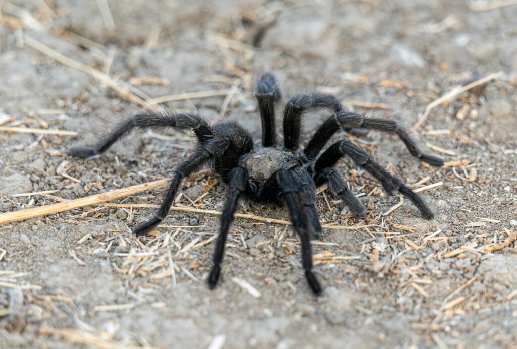 Detailed capture of a large black tarantula on a dirt surface outdoors.