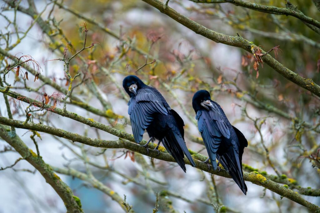 Two ravens sit closely on a tree branch, surrounded by lush foliage.
