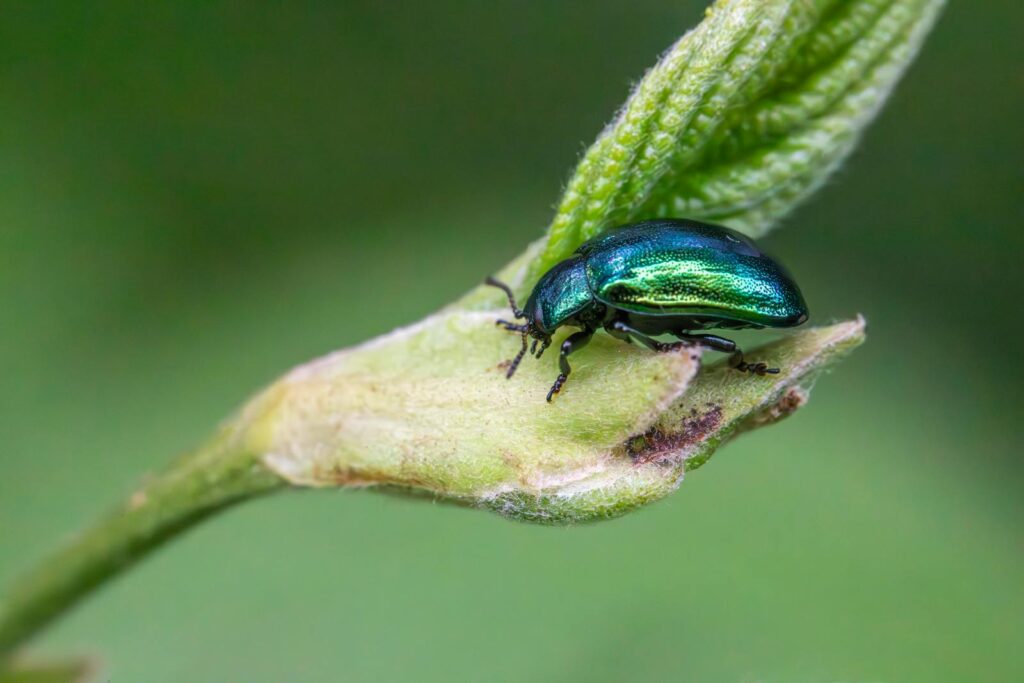 A vibrant green beetle perched on a leaf, showcasing intricate details of its exoskeleton.
