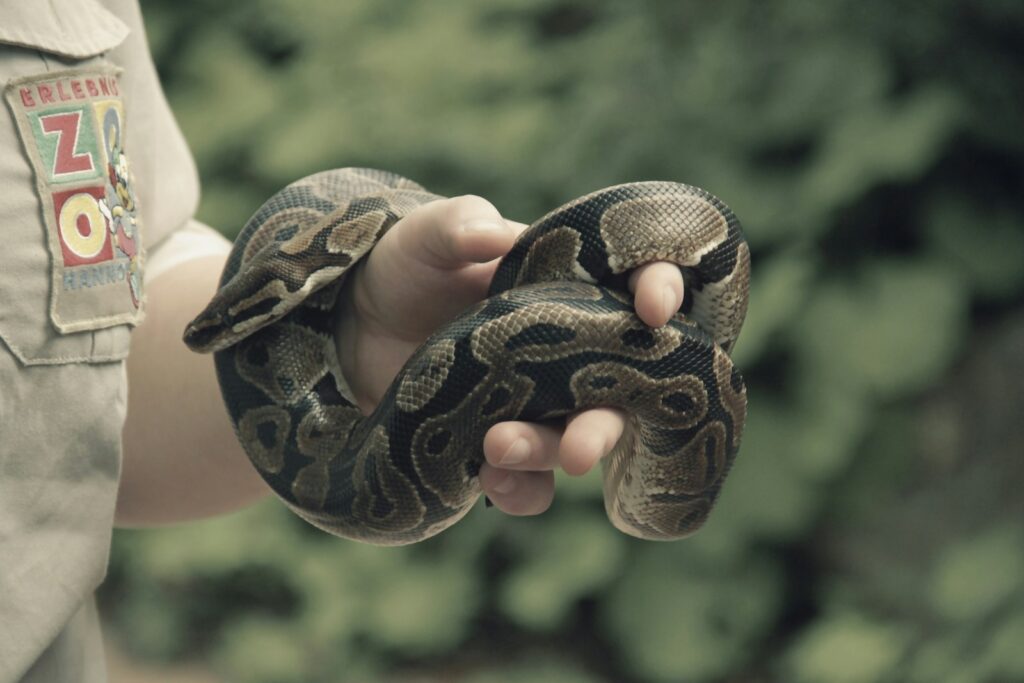 a person holding a large snake in their hand