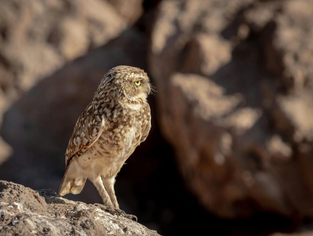 A Barn Owl perched in its natural habitat within the desert terrain of Santiago, Chile.