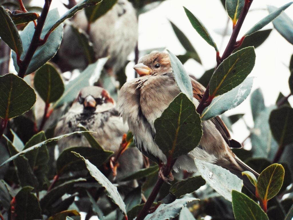 Charming sparrows nestled among vibrant leaves, perfect for nature and wildlife themes.
