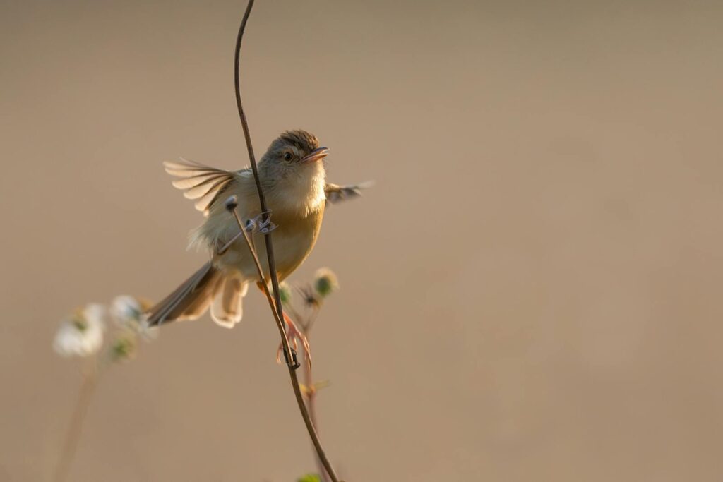 A chiffchaff bird delicately perched on a branch at twilight with soft lighting.