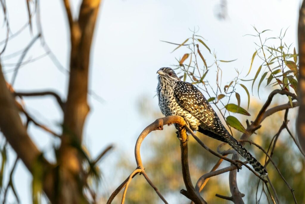 A striking Asian Koel sits on a tree branch, surrounded by natural foliage, exhibiting its distinct features.