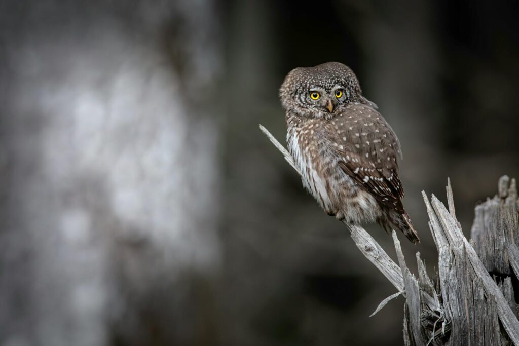 A Eurasian Pygmy Owl is perched on a branch, showcasing its plumage in a tranquil forest setting.