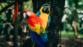 Two vibrant macaws perch on a tree, showcasing vivid reds, blues, and yellows in an outdoor setting.