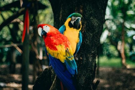 The Smartest Birds That Can Mimic Human Speech